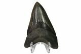 Serrated, Fossil Megalodon Tooth - South Carolina #170464-2